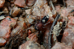 Coenoptychus pulcher