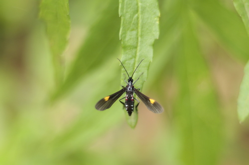 Braconidae observed 2021-09-13