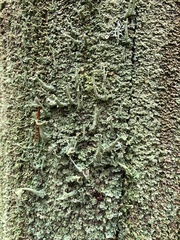Cladonia cenotea