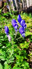 Aconitum degenii