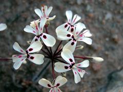 Pelargonium moniliforme