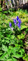 Aconitum degenii