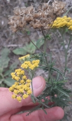 Achillea micrantha