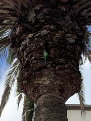 Psittacula krameri