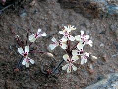 Pelargonium moniliforme