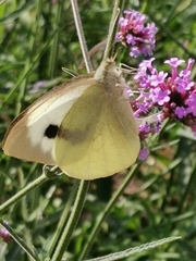 Pieris brassicae