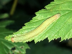 Pachyprotasis antennata