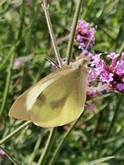 Pieris brassicae