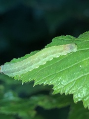 Pachyprotasis antennata
