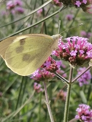 Pieris brassicae