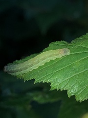 Pachyprotasis antennata