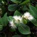 Syzygium cordatum cordatum - Photo (c) Kate Braun,  זכויות יוצרים חלקיות (CC BY-NC), הועלה על ידי Kate Braun