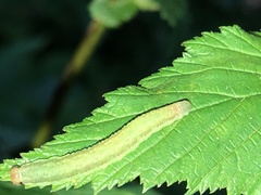 Pachyprotasis antennata