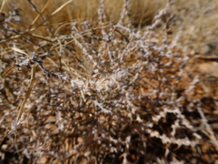Sclerolaena cornishiana