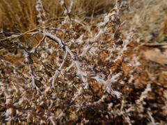 Sclerolaena cornishiana