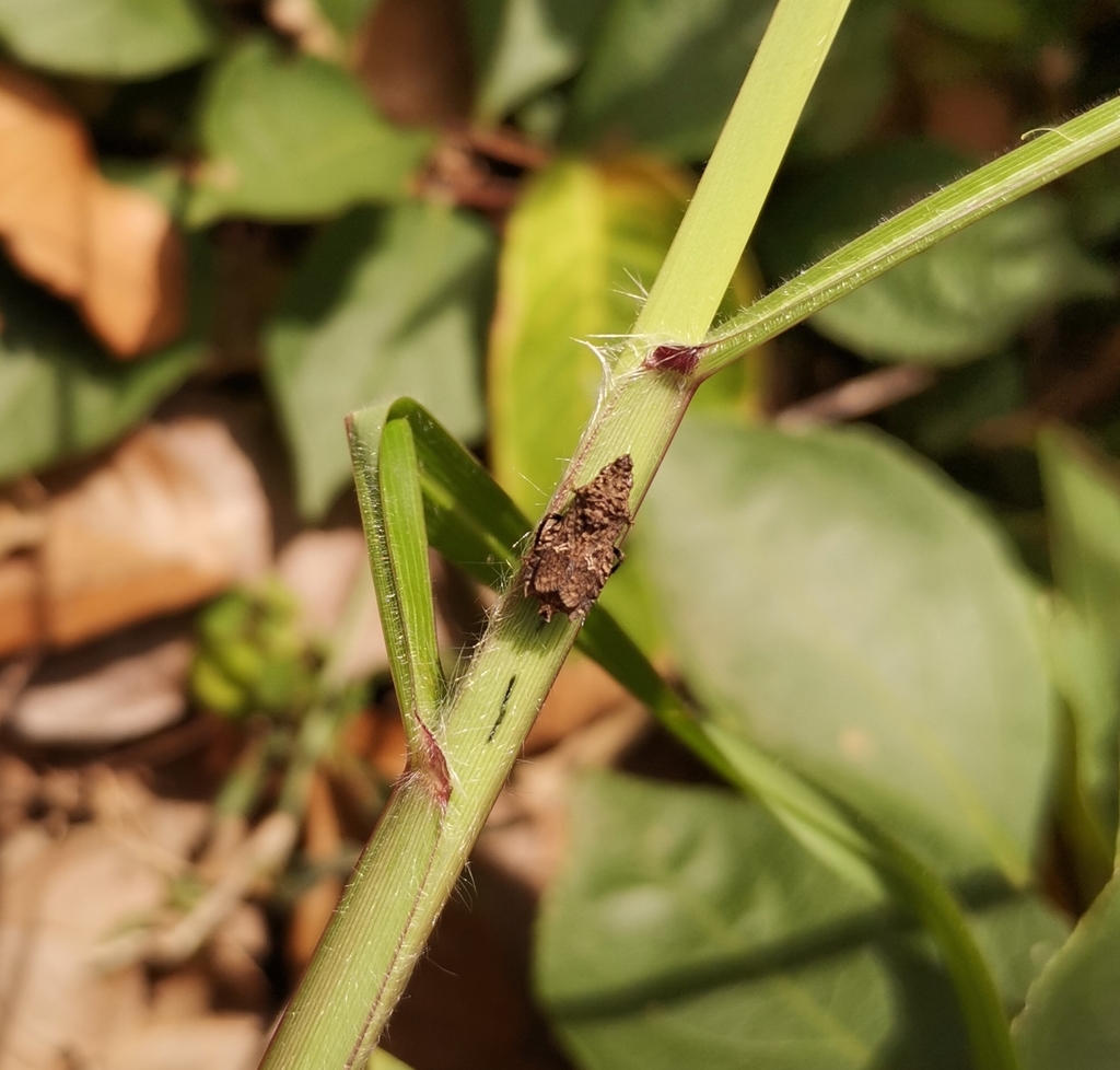 Hylica scutealba