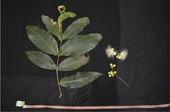 Syzygium aqueum