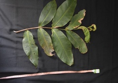Syzygium aqueum