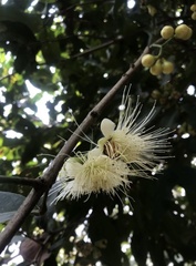 Syzygium aqueum