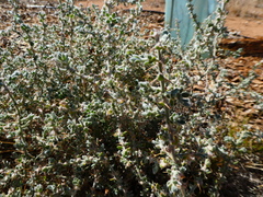 Sclerolaena cornishiana