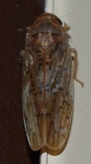 Ponana rubida