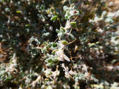 Sclerolaena cornishiana