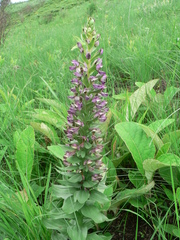 Brachycorythis ovata ovata