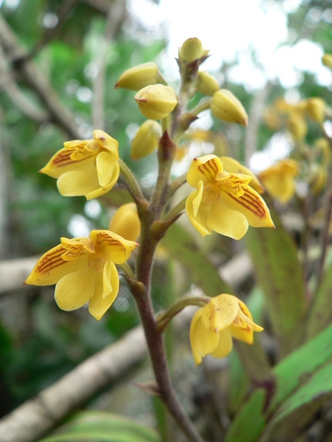 Yellow Polystachya