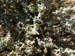 Sclerolaena cornishiana