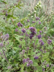 Phacelia brachyantha