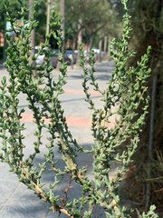 Salsola oppositifolia