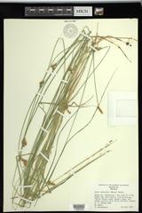 Carex suberecta