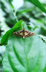 Glyphodes crithealis