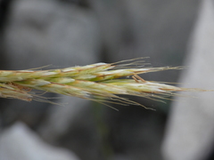 Helictochloa bromoides