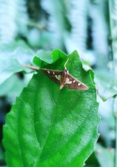 Glyphodes crithealis