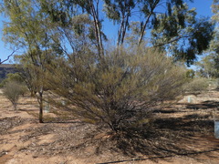 Acacia aneura