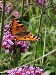 Aglais urticae