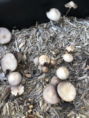 Fungi