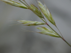 Helictochloa bromoides