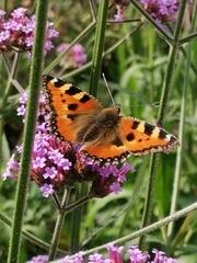 Aglais urticae