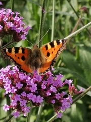 Aglais urticae