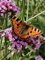 Aglais urticae