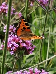Aglais urticae
