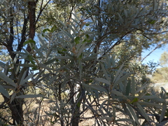 Acacia georginae