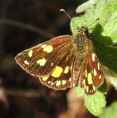 Metisella metis paris