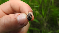 Perillus circumcinctus