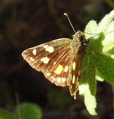 Metisella metis paris