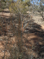 Hakea leucoptera leucoptera