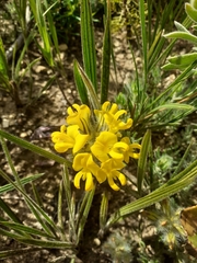 Lotononis involucrata