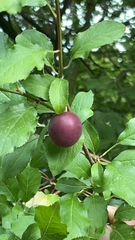 Prunus